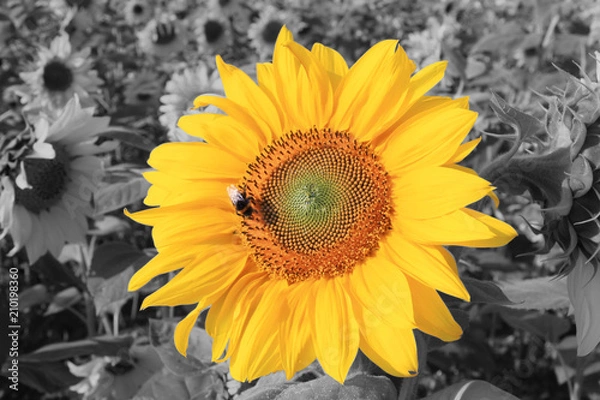 Fototapeta Wunderschöne Sonnenblume mit einer Biene