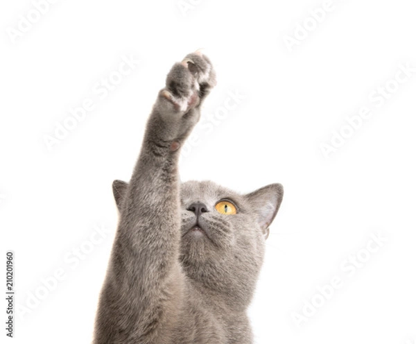 Obraz blue gray british cat isolated on the white