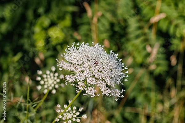 Obraz Queen Anne's Lace in Bloom.