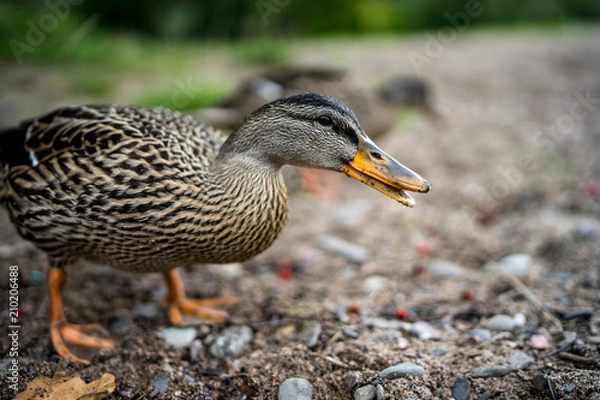 Obraz mallard