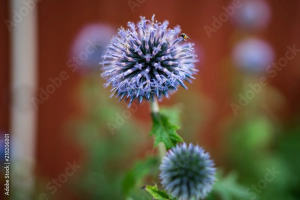 Obraz thistle and bug