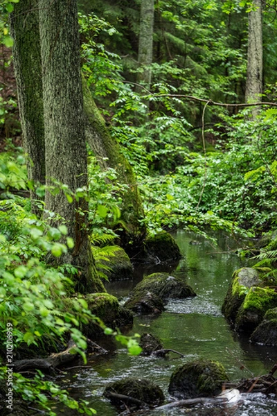 Obraz forest stream