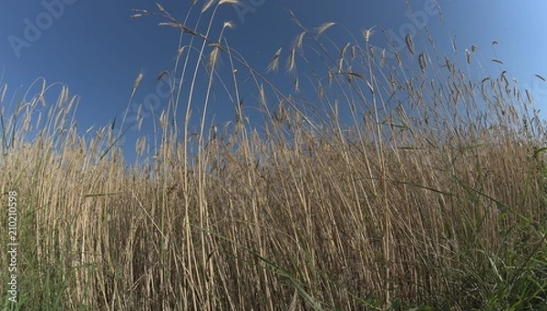 Fototapeta Weizenfeld