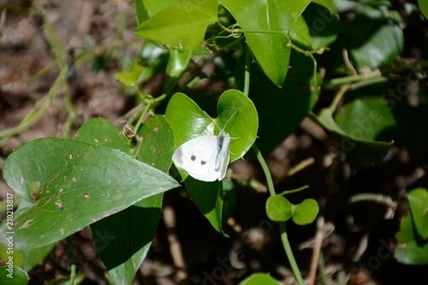 Obraz White butterfly on a leaf