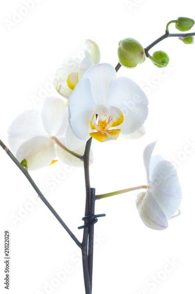 Obraz White orchid