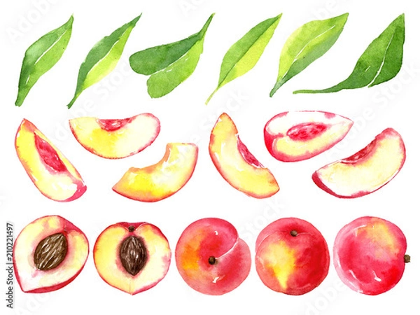 Fototapeta Juicy ripe peaches . Sliced fruits isolated on white background. Summer healthy food drawing.Hand-drawn watercolor illustration.
