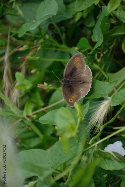 Obraz Grey butterfly on a leaf