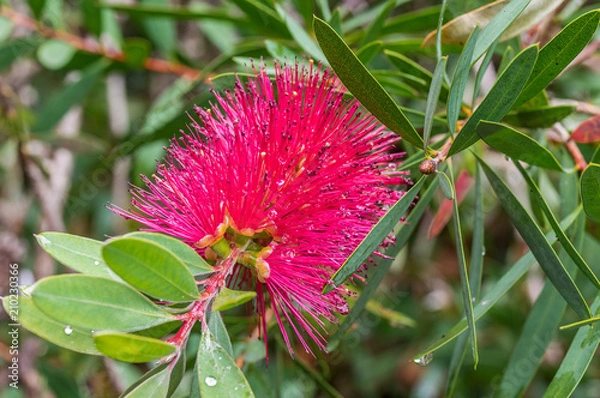 Obraz Schmalblättriger Zylinderputzer , Callistemon rigidus, nach einem Regenschauer