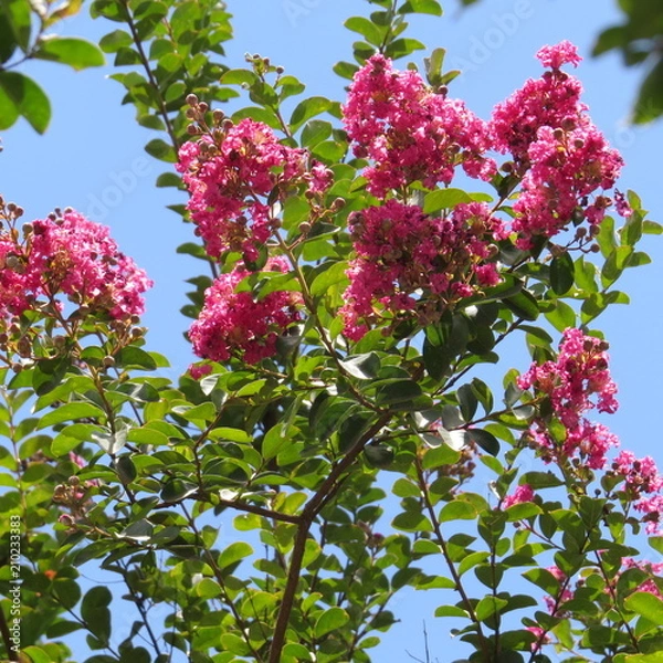 Fototapeta Flor rosa