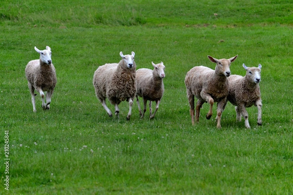 Obraz Five Sheep Running Through Grassy Field