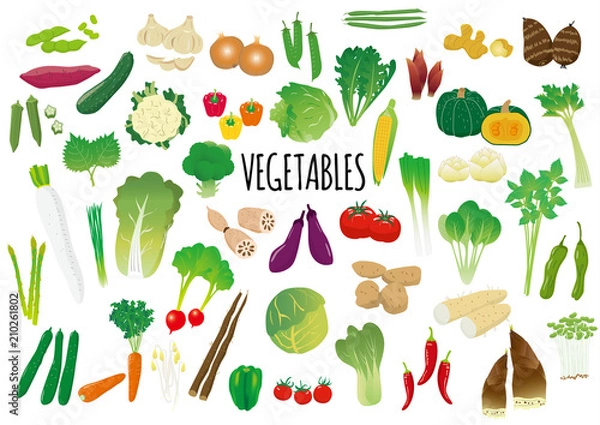Obraz 野菜のイラストセット