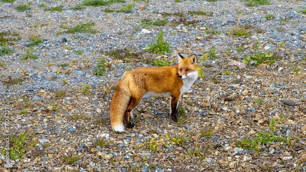 Fototapeta a cunning foxy girlfriend