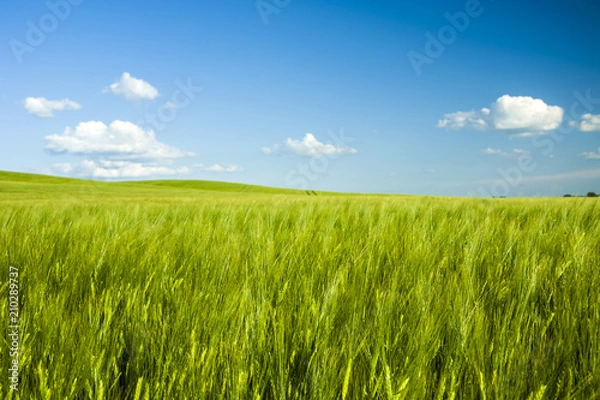 Obraz Green barley field and blue sky