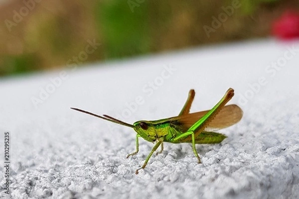 Fototapeta Green grasshopper macro