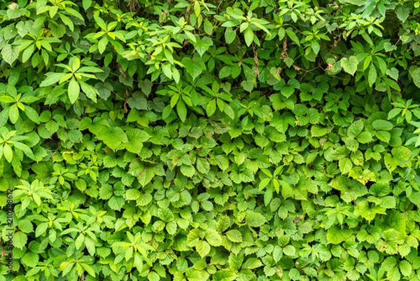 Obraz A wall of green leaves