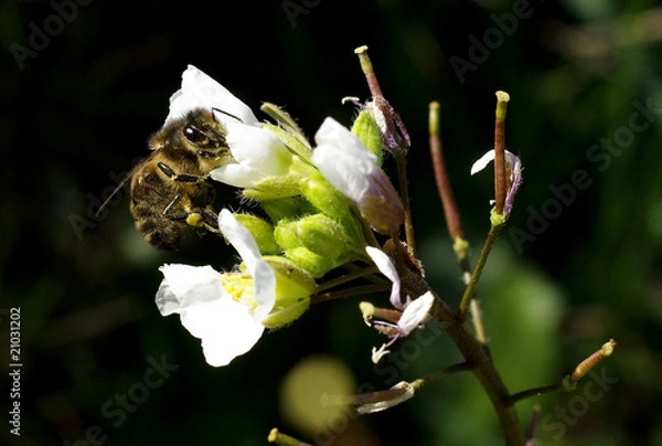 Obraz abeille butinant