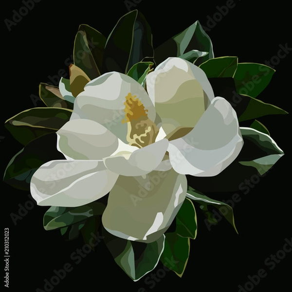 Fototapeta malowane duży kwitnący biały kwiat magnolii na czarnym tle