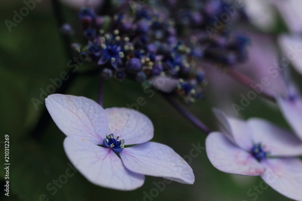 Fototapeta 紫陽花