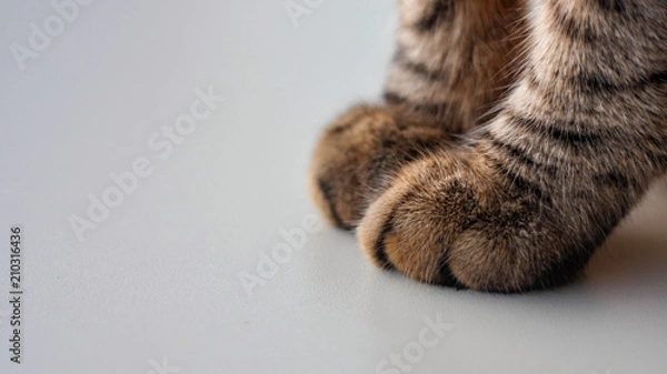 Obraz cat paws in closeup