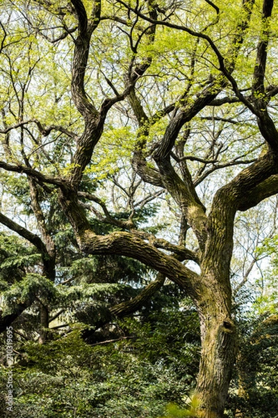 Fototapeta Crooked tree