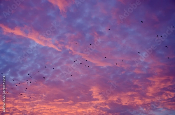 Fototapeta Birds in firesky