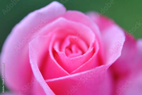 Fototapeta 花