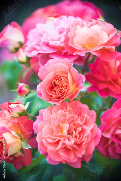 Obraz Pink roses