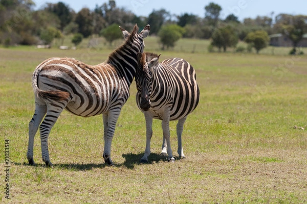 Obraz Two zebra interacting with each other