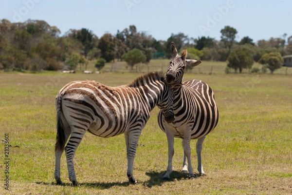 Obraz Two zebra interacting with each other