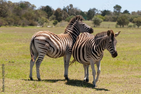 Obraz Two zebra interacting with each other