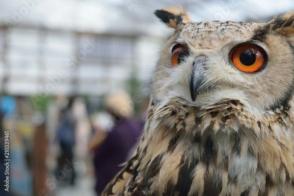 Obraz ワシミミズク