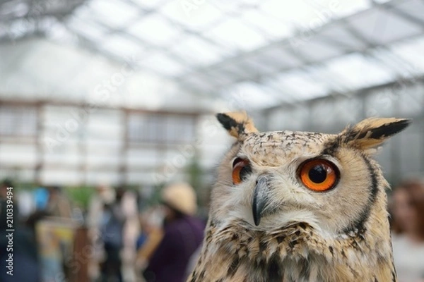 Obraz ワシミミズク