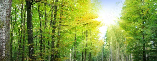 Obraz Summer forest with sun light.