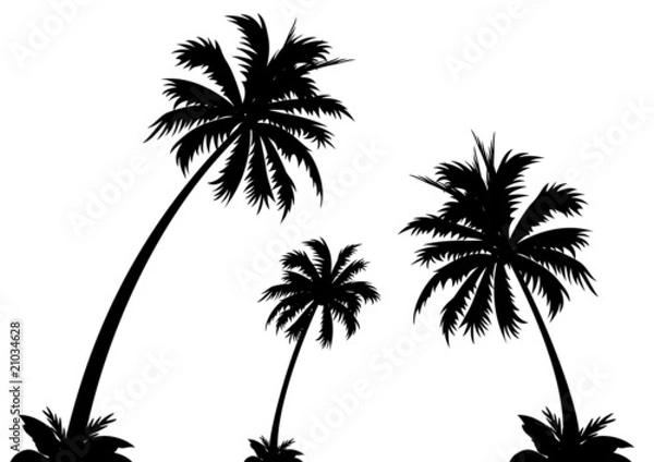 Fototapeta palm tree isolated