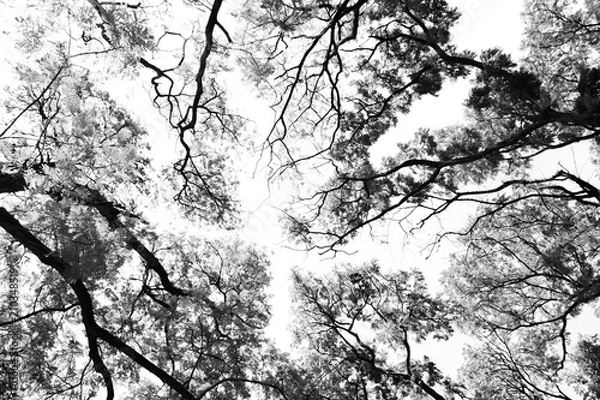 Fototapeta Leafless branches isolated on white background