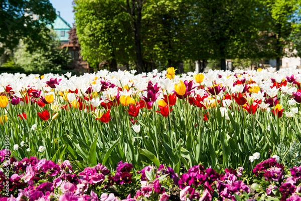 Fototapeta flowerbed with tulips in spring