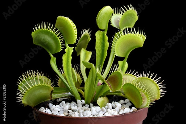 Obraz Venus flytrap (Dionaea muscipula) in a pot isolated on black