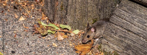 Obraz Mouse building nest