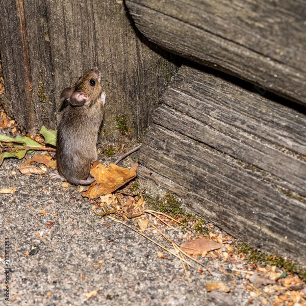 Obraz Mouse building nest