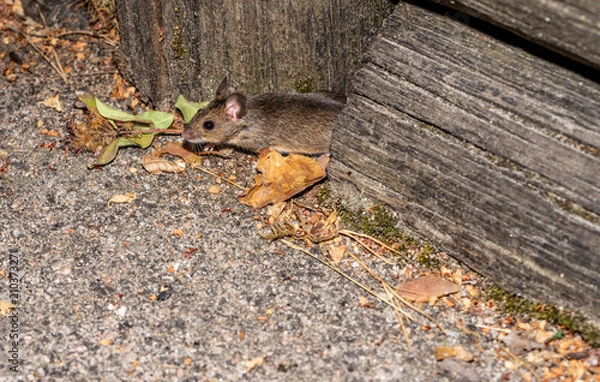 Obraz Mouse building nest