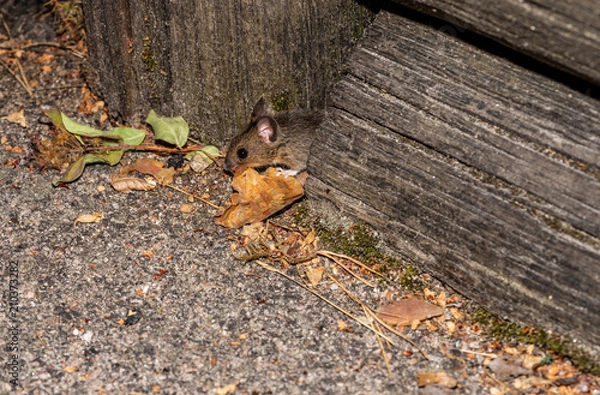 Obraz Mouse building nest