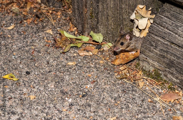 Obraz Mouse building nest