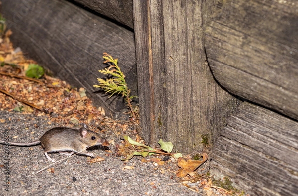 Obraz Mouse building nest