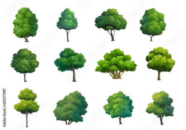 Obraz Ilustracja drzew na białym tle.