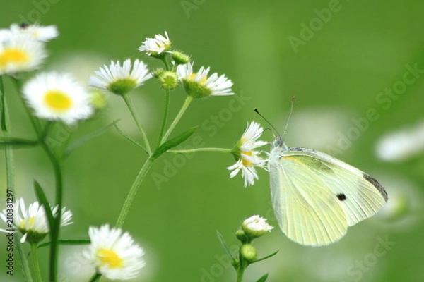 Fototapeta モンシロチョウ