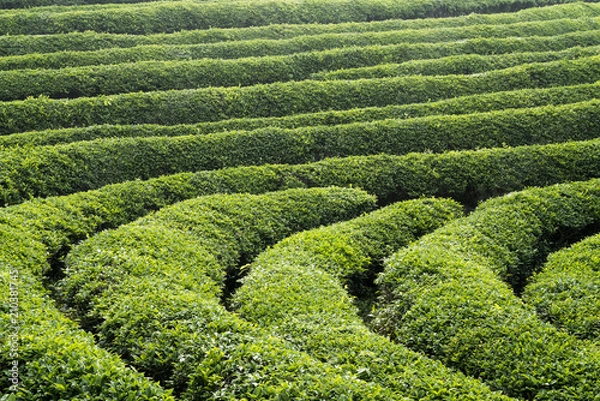 Fototapeta 초록빛 녹차밭의 아침 풍경