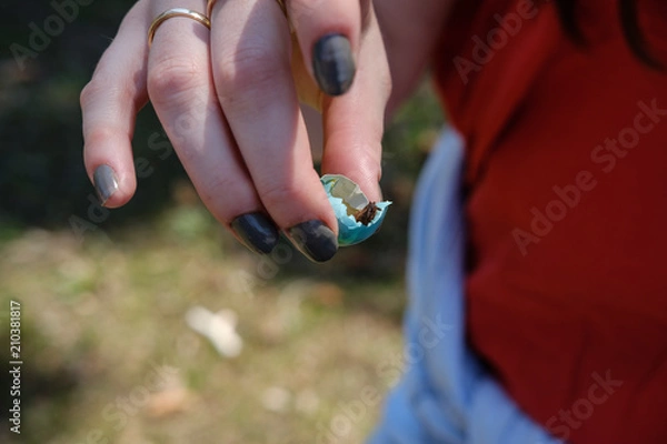 Fototapeta Robin egg