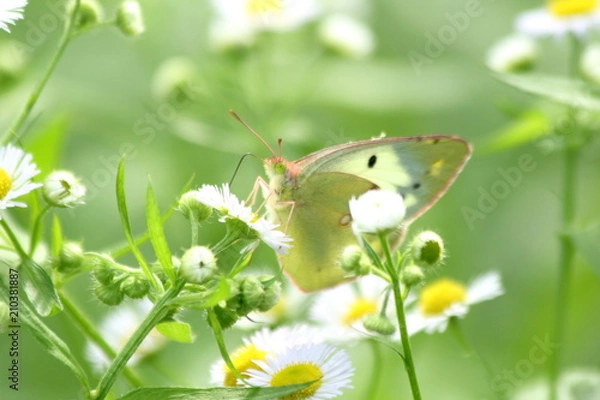 Obraz モンキチョウ