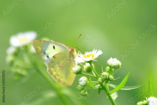 Obraz モンキチョウ