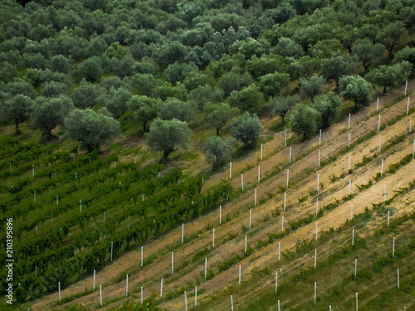 Obraz beautiful landscape design